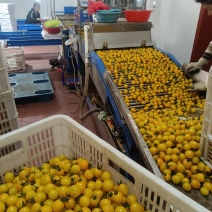 迷恋小番茄金豆千喜圣女果产地量大糖度高现摘现发