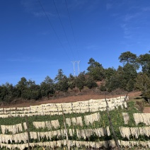 高山风干晾晒水果萝卜条