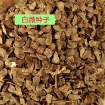 东北白薇种子，优质白薇种子