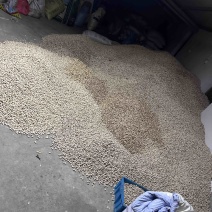 白果