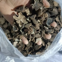 云南高山野生黑松露干片一手货源诚信经营欢迎下单