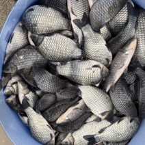 鲫鱼