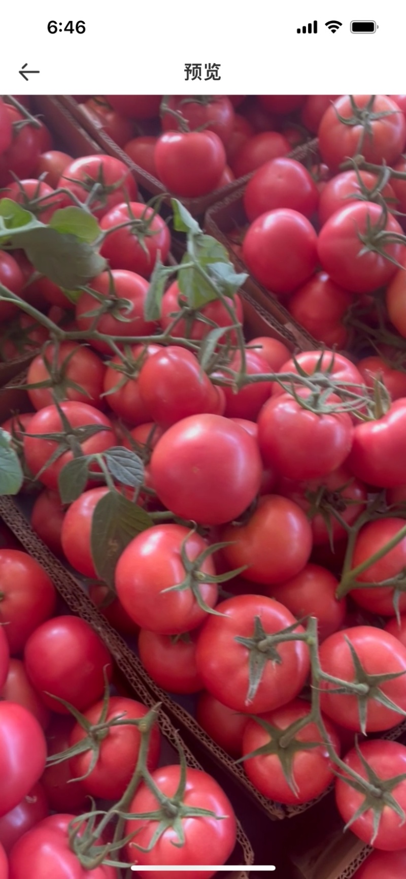 江苏硬粉西红柿弧三以上沙瓤自然成熟全国