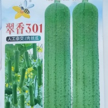 肉丝瓜种子翠香301早熟中短棒长厘米翠绿高产