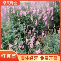 红豆草种子护坡草耐寒耐旱盐碱草籽牧草观赏保土绿肥兼用新型