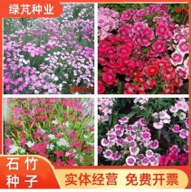 美国五彩石竹花种子常夏四季播种开花庭院花籽孑须苞石竹花种