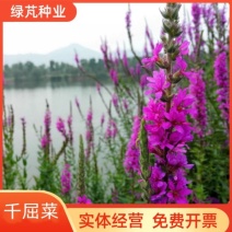 千屈菜种子水生花种子四季易种花多年生花卉水钟柳耐热耐寒