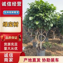 新品种绿宝种苗可视频看货产地直发提供技术指导存活高