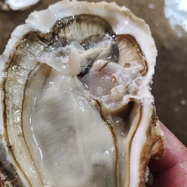 【次日达】鲜活乳山生蚝产地直供支持礼盒量大从优欢迎致电订购