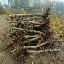 占地桃树，三到5年幼树，无病害，成活率高，当年可结果