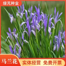 马莲种子多年生植物花种马兰种子耐寒耐旱耐劳提供种植技术