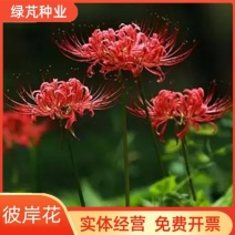 彼岸花种球石蒜球根四季开花盆栽花卉