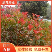 红叶石楠种子四季常青工程绿化树种红罗宾火焰石楠树种子