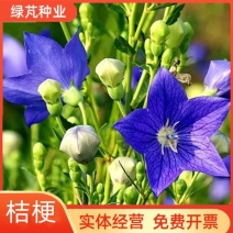 桔梗中药种子铃铛花种子蓝花多年生优质种子庭院阳台绿化