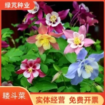 耧斗菜花种子多年生花卉种子春秋易种室内阳台花坛种植花卉