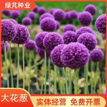 大花葱种子多年生花卉绿植盆栽庭院花园打造花海植物花卉种子