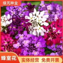 蜂室花种子矮生花卉庭院种植屈曲花景观花海绿化花卉种子