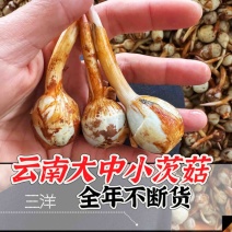 云南精品大中小号茨菇大量上市全年不断货，全球发货欢迎咨询