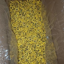 云台冰菊价格优惠保障品质1斤起都能走