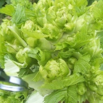 【推荐】四川儿菜产地直发/对接商超批发市场/欢迎咨询