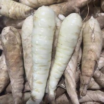 现挖冬粉薯广东竹薯新鲜竹芋竹根薯现发煲汤农家自种凉粉火锅食材