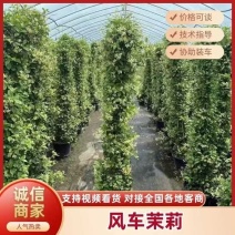 风车茉莉大苗庭院爬藤遮阳花架植物四季常青开花浓香耐寒