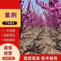 紫荆花树苗四季室外庭院开花紫荆树苗耐寒绿化工程苗南北方种
