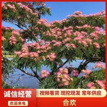 合欢，绒花树，芙蓉花树，合欢南北方大型绿工程庭院风景合欢