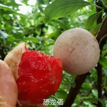 恐龙蛋李子苗