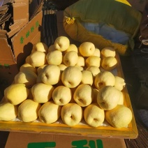 精品酥梨大量供货脆甜多汁无渣对接全国市场商超