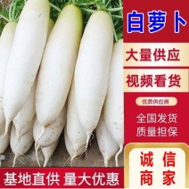 【精选】湖北精品白萝卜新鲜千亩基地直供一手货源