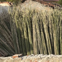 竹杆大棚蔬菜种植专用竹条