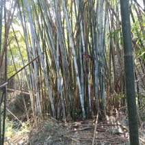 竹子