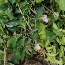 2412苗圃供应垂叶榕小苗20-50cm高苔藓高压苗