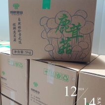 鹿茸菇