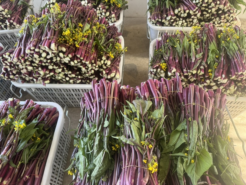 一个热闹的农贸市场摊位上,整齐摆放着一捆捆新鲜的红菜苔,紫色的茎秆光滑发亮,顶部带有嫩芽和小黄花,旁边配有绿色标签写着‘本地红菜苔 今日采摘’,背景有顾客正在挑选 市场摊位上的新鲜红菜苔