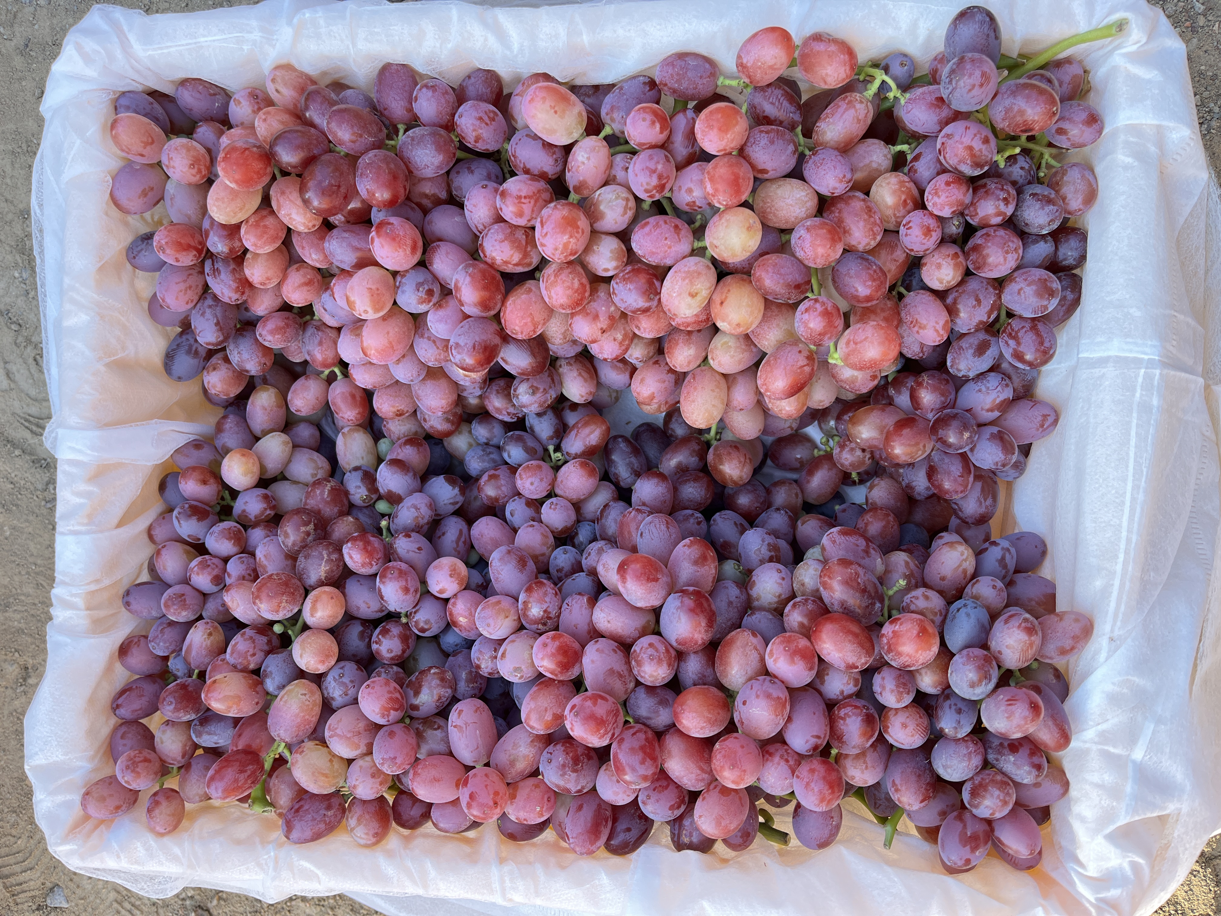 一串新鲜采摘的克伦生葡萄,果粒饱满、呈深红色至紫红色,整齐排列在果梗上,表面覆盖天然果粉,背景为果园或包装箱环境,光线自然柔和 克伦生葡萄整串特写