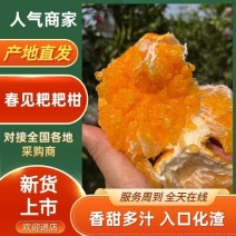 春见耙耙柑产地直发支持实地看货欢迎来电