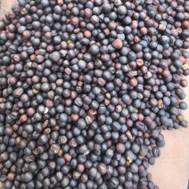 油菜籽批发大颗粒榨油菜籽油类作物五谷杂粮菜籽大量现货