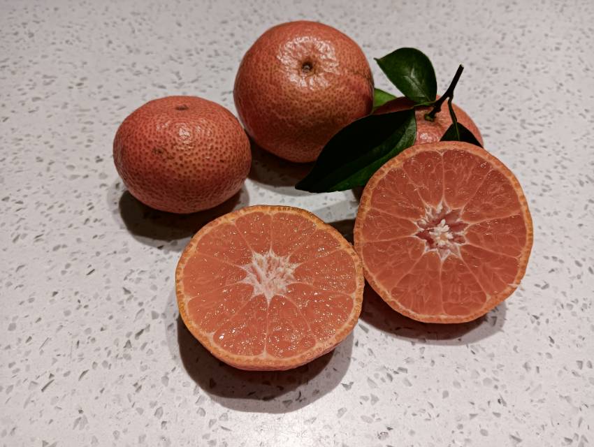 沙糖桔果皮与果肉对比图