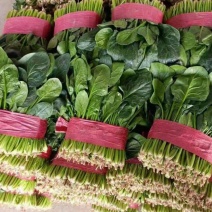 菠菜，精品菠菜大量上市中，产地供应，品质保证，货源充足