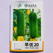 春润早优美味丝瓜种籽高产早熟短棒肉丝瓜种子香丝瓜水瓜种子
