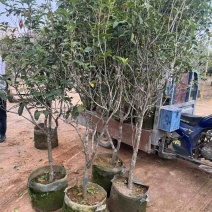 四季桂花30-180，各种规格低价出售