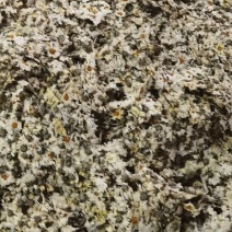 大别山，福白菊