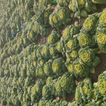 精品黄心乌塌菜基地直发100亩