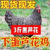 两斤散养芦花鸡成年鸡活苗脱温鸡高产蛋鸡笨鸡青年黑芦花