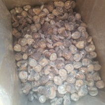 干香菇大量上市，全国发货，量大从优，可视频看货