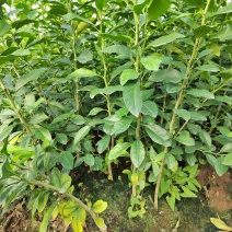 土柠檬苗红芽柠檬苗小叶柠檬苗柠檬实生苗柠檬芽苗