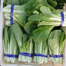 山东奶白菜快菜水白品质保证，全年有货小白菜