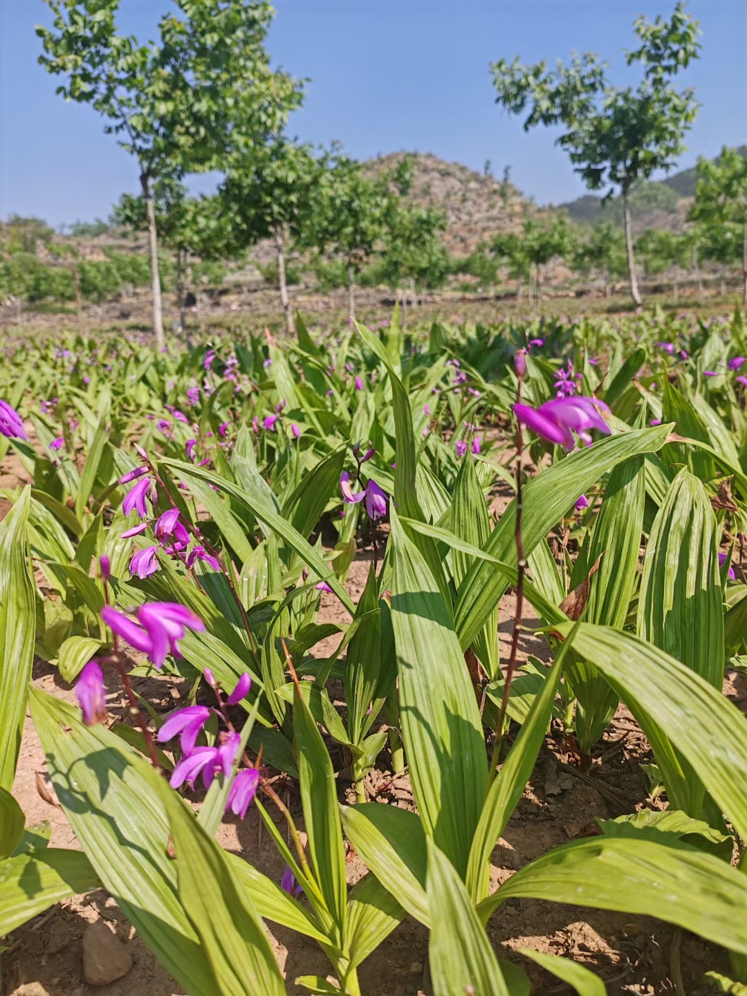 [白芨种苗批发]贵州黔东南麻江县白芨种苗 0.35元/棵紫花白芨 _ 一亩田